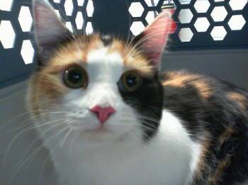 MILANI -  Domestic Medium Hair Cat for Adoption in Charlotte, North Carolina - MILANI | PetCurious