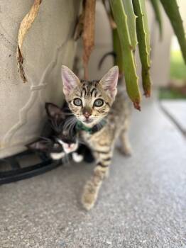 Domestic Short Hair Cats Available for Adoption in The Woodlands, Texas - Sage | PetCurious