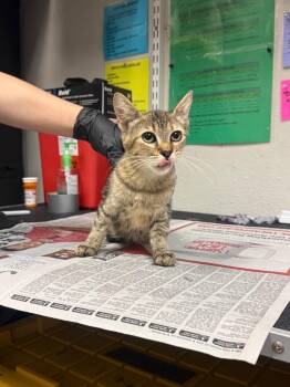 Avery -  Domestic Short Hair Cat for Adoption in Sorrento, Louisiana - Avery | PetCurious