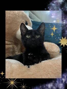 Rao -  Domestic Short Hair Cat for Adoption in Wellesley, Massachusetts - Rao | PetCurious