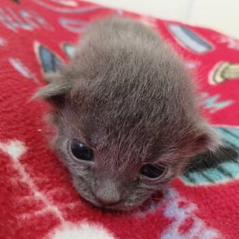 Cadet -  Domestic Medium Hair Cat for Adoption in Kanab, Utah - Cadet | PetCurious