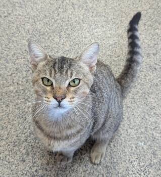 Ant -  American Shorthair Cat for Adoption in Fort Payne, Alabama - Ant | PetCurious