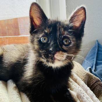 Domestic Short Hair Cats Available for Adoption in Ojai, California - Pumpkin | PetCurious