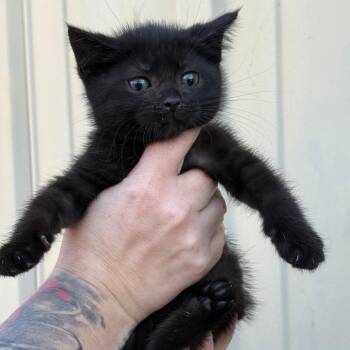 Domestic Short Hair Cats Available for Adoption in Lancaster, Ohio - Loyd | PetCurious