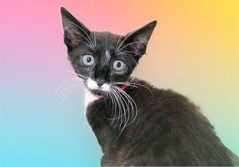 ANNELIESE -  Domestic Short Hair Cat for Adoption in Fort Lauderdale, Florida - ANNELIESE | PetCurious