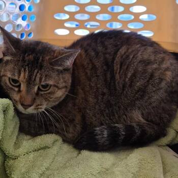 Hunny -  Domestic Short Hair Cat for Adoption in Montgomery, Alabama - Hunny | PetCurious