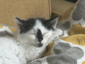 Hercules -  Domestic Medium Hair Cat for Adoption in Salt Lake City, Utah - Hercules | PetCurious