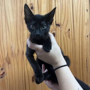 Ahsoka -  Domestic Short Hair Cat for Adoption in Waco, Texas - Ahsoka | PetCurious