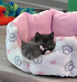 Maribel and Isabella -  Domestic Short Hair Cat Available for Adoption in Lawrenceville, Georgia - Maribel And Isabella | PetCurious