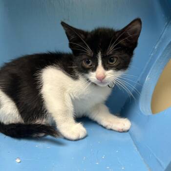 Peep -  Domestic Short Hair Cat for Adoption in Cheyenne, Wyoming - Peep | PetCurious