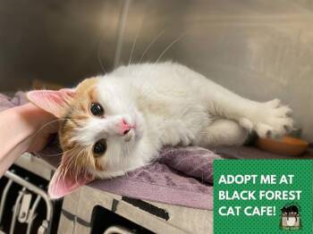 Domestic Medium Hair Cats Available for Adoption in Fort Wayne, Indiana - DOROTHY | PetCurious