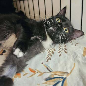 Lemon Vine -  Domestic Medium Hair Cat for Adoption in Candler, North Carolina - Lemon Vine | PetCurious