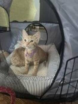 Peel -  Domestic Short Hair Cat for Adoption in Newport, Kentucky - Peel | PetCurious