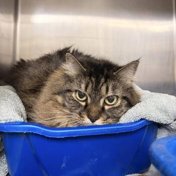 Domestic Medium Hair Cats Available for Adoption in Franklin, North Carolina - Rowan | PetCurious