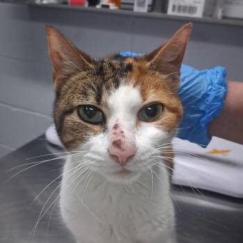 Sixx -  Domestic Short Hair Cat for Adoption in Summerville, South Carolina - Sixx | PetCurious