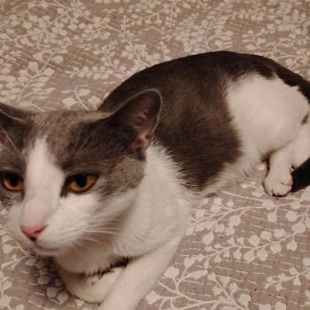 Domestic Short Hair Cats Available for Adoption in Charlottesville, Virginia - Miss Whiskers | PetCurious