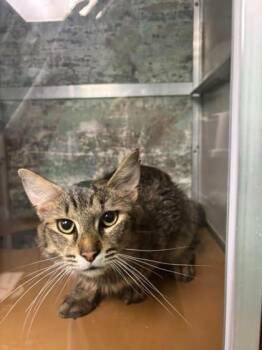 Rex -  Domestic Long Hair and Domestic Short Hair Cat for Adoption in Paducah, Kentucky - Rex | PetCurious