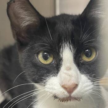 Sweet Baby -  Domestic Short Hair Cat for Adoption in Donalsonville, Georgia - Sweet Baby | PetCurious