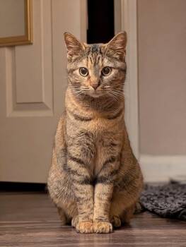 Domestic Short Hair Cats Available for Adoption - Macchiato  | PetCurious