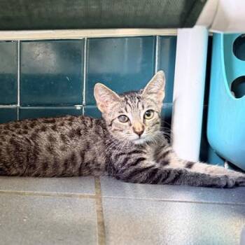 Fozzie -  Domestic Short Hair Cat for Adoption in Honolulu, Hawaii - Fozzie | PetCurious