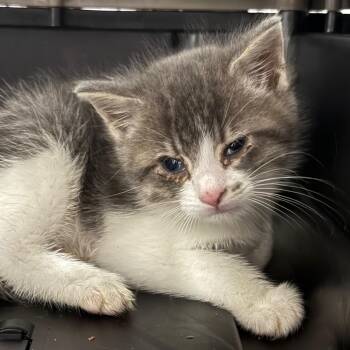 Duke -  Domestic Short Hair Cat for Adoption in Spring Hill, Kansas - Duke | PetCurious