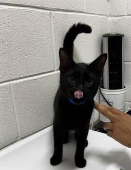 RANDY -  Domestic Short Hair Cat for Adoption - RANDY | PetCurious