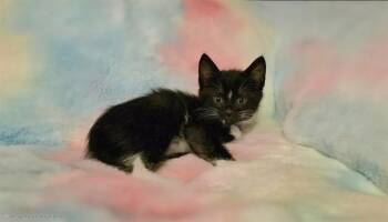Domestic Short Hair Cats Available for Adoption in Pueblo, Colorado - BLAZE | PetCurious