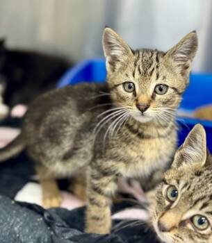 Domestic Short Hair Cats Available for Adoption in Danielsville, Georgia - Gus | PetCurious