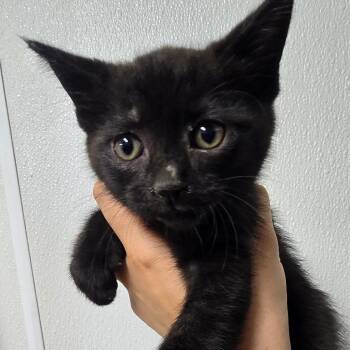 Washington -  Domestic Short Hair Cat for Adoption in Marble, North Carolina - Washington | PetCurious