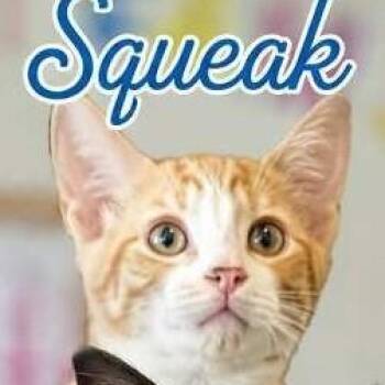 Squeak -  Domestic Short Hair Cat for Adoption in West Orange, New Jersey - Squeak | PetCurious