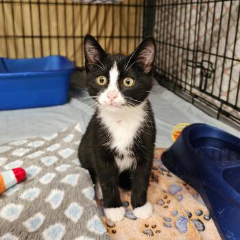 Felix -  Domestic Short Hair and Tuxedo Cat for Adoption in Searcy, Arkansas - Felix | PetCurious