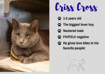 Criss Cross -  Domestic Short Hair Cat for Adoption in Junction City, Kansas - Criss Cross | PetCurious