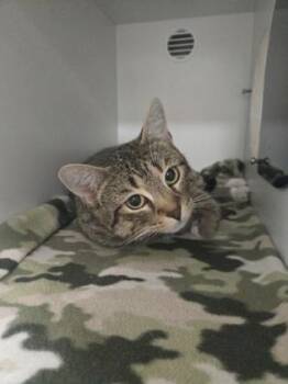 Domestic Short Hair Cats Available for Adoption in Savannah, Georgia - Sugar | PetCurious