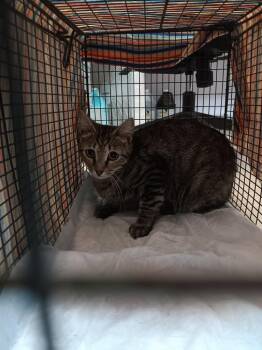 Grefe Feral -  Domestic Short Hair Cat for Adoption in New Braunfels, Texas - Grefe Feral | PetCurious