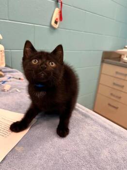 Uno -  Domestic Short Hair Cat for Adoption in Frankfort, Kentucky - Uno | PetCurious