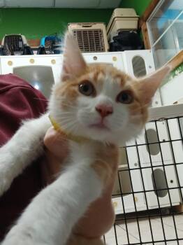 Starside (Zane Sterling) -  Domestic Short Hair Cat for Adoption in Fort Worth, Texas - Starside (Zane Sterling) | PetCurious