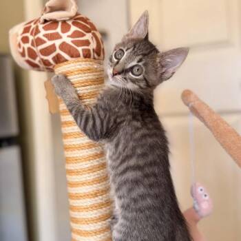 Darling Tigger -  Domestic Short Hair Cat for Adoption in South Riding, Virginia - Darling Tigger | PetCurious