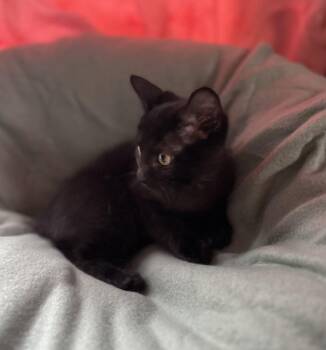 Suzy -  Domestic Short Hair Cat for Adoption in Buffalo, New York - Suzy | PetCurious