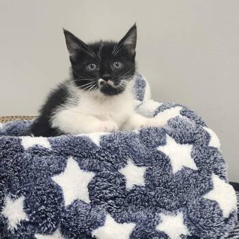 Maki -  Domestic Short Hair Cat Available for Adoption in Toledo, Ohio - Maki | PetCurious