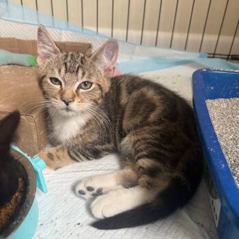 Rescue Domestic Short Hair Cats for Adoption in Reisterstown, Maryland - Robin (bonded With Batman) | PetCurious