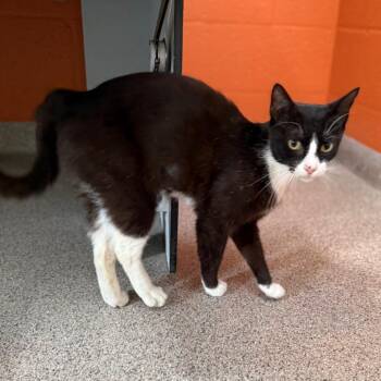 Sylvia -  Domestic Short Hair Cat for Adoption in Sarasota, Florida - Sylvia | PetCurious