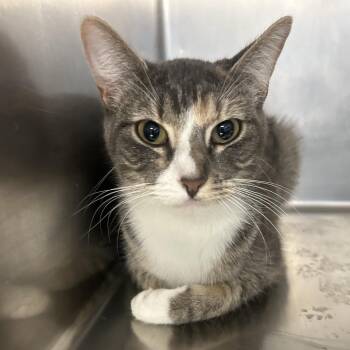 Domestic Short Hair Cats Available for Adoption - Sunshine | PetCurious