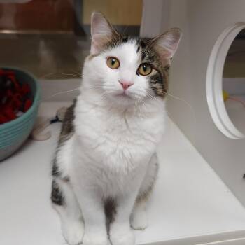 Georgie -  Domestic Medium Hair Cat for Adoption in Marshfield, Wisconsin - Georgie | PetCurious