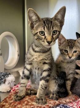 Asada -  Domestic Short Hair Cat for Adoption in Sioux City, Iowa - Asada | PetCurious