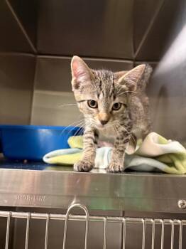 Domestic Short Hair Cats Available for Adoption in Ocala, Florida - Atka | PetCurious