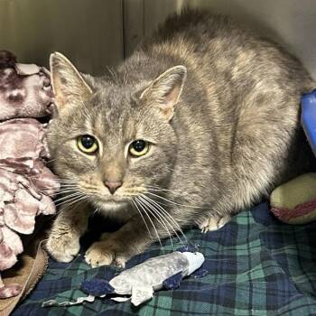 Domestic Short Hair Cats Available for Adoption in Baltimore, Maryland - Hugs | PetCurious