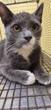 ANGUS -  Domestic Short Hair Cat for Adoption in Crossville, Tennessee - ANGUS | PetCurious
