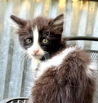 Jenny -  Domestic Long Hair Cat for Adoption in Mount Pleasant, South Carolina - Jenny | PetCurious