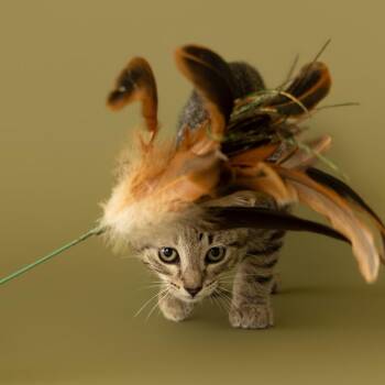 Andy Lord -  Domestic Short Hair Cat for Adoption in Leander, Texas - Andy Lord | PetCurious