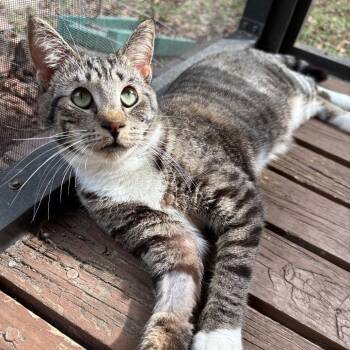 Rescue Domestic Short Hair Cats for Adoption in Tallahassee, Florida - Tangerine Pafford-HW | PetCurious